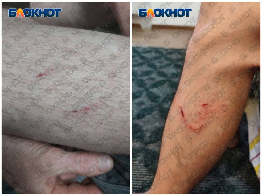 «Кусают за ноги»: собаки напали на жителей Мелитополя в районе Белякова