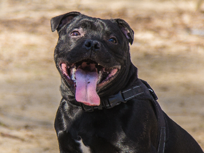 Запорожских собаководов могут обязать убирать за питомцами в подъездах
