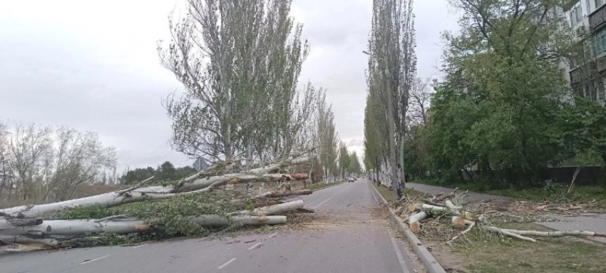 Тополь упал на проезжую часть и повредил автомобиль в Энергодаре