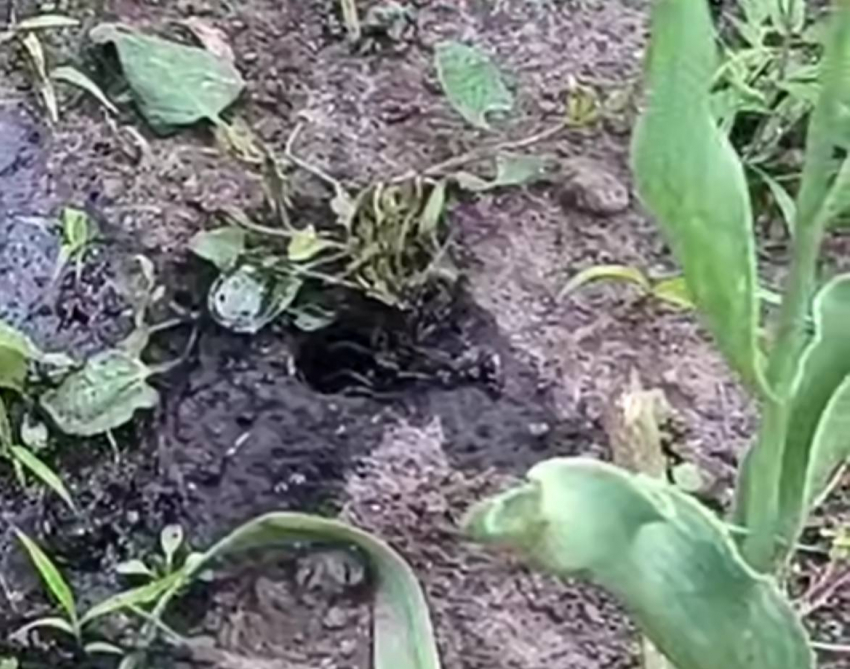 Появившийся из-под земли неизвестный паук напугал жителей Запорожья