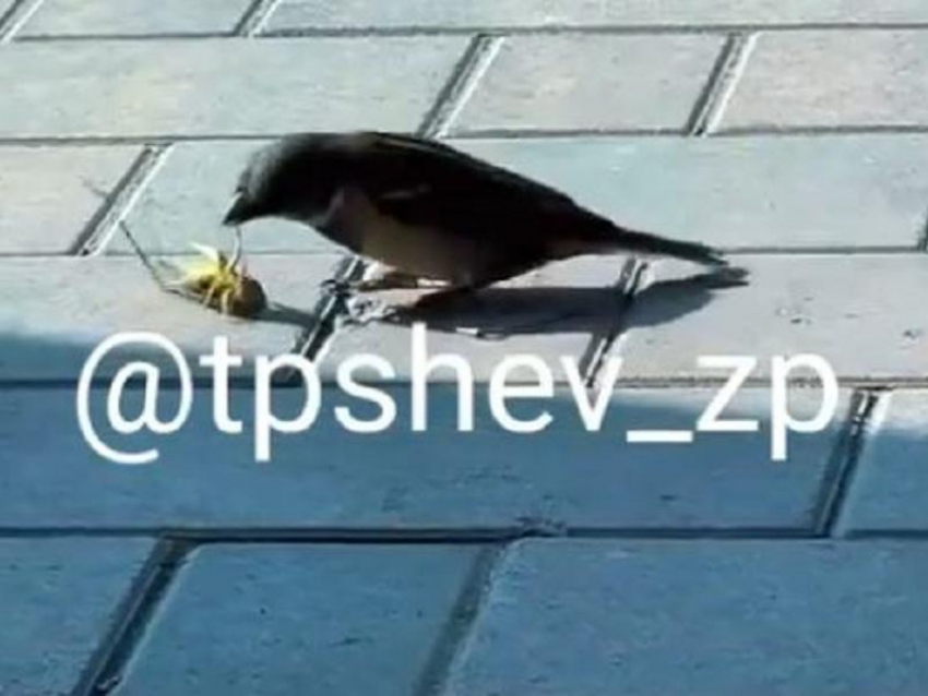 Бесстрашного убийцу саранчи сняли на видео в Запорожье