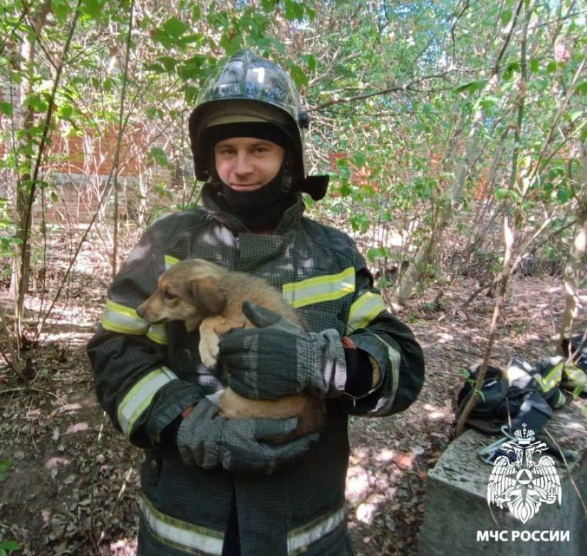 В селе Терпенье спасатели вытащили щенка из двухметровой ямы