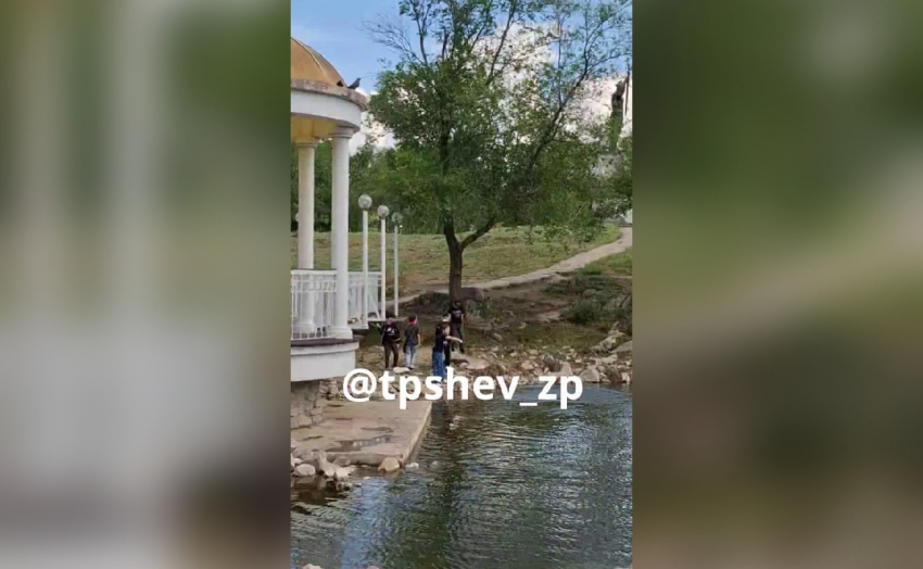Подростки до смерти забили черепаху камнями в запорожском парке
