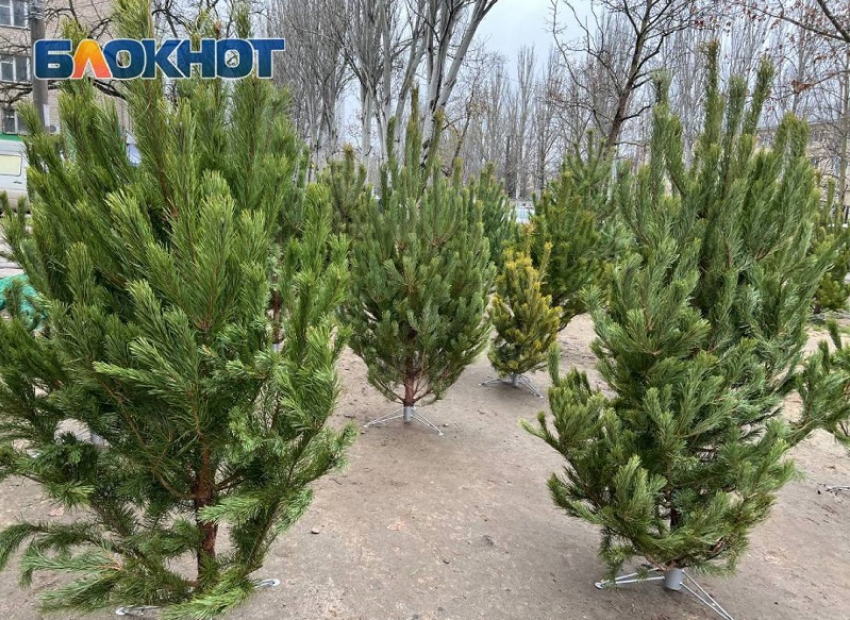 Стало известно, где купить живую ёлку в Мелитополе и округе