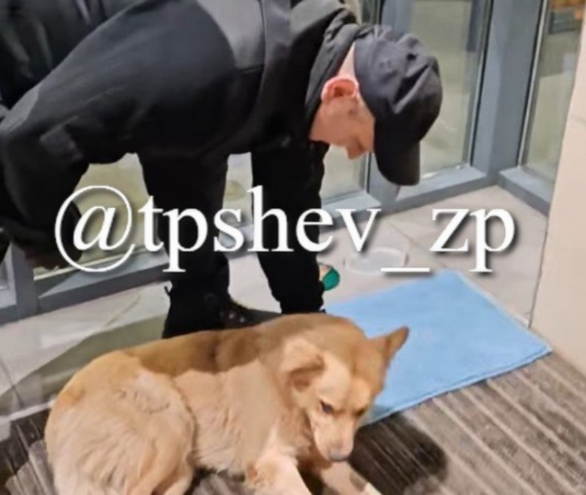 Охранник супермаркета выгнал на улицу замерзшую собаку в Запорожье