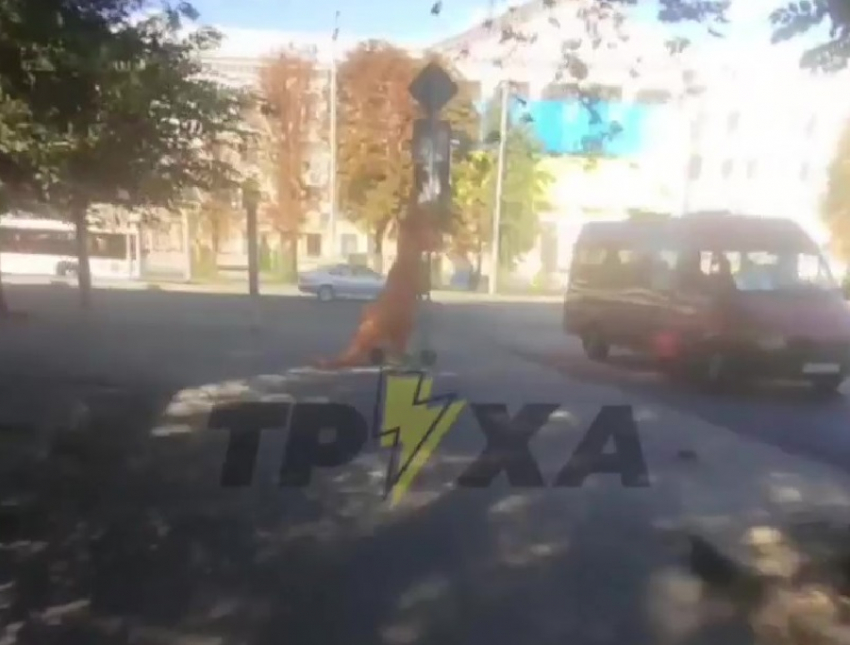 Рассекающий по улицам на самокате динозавр попал на видео в Запорожье