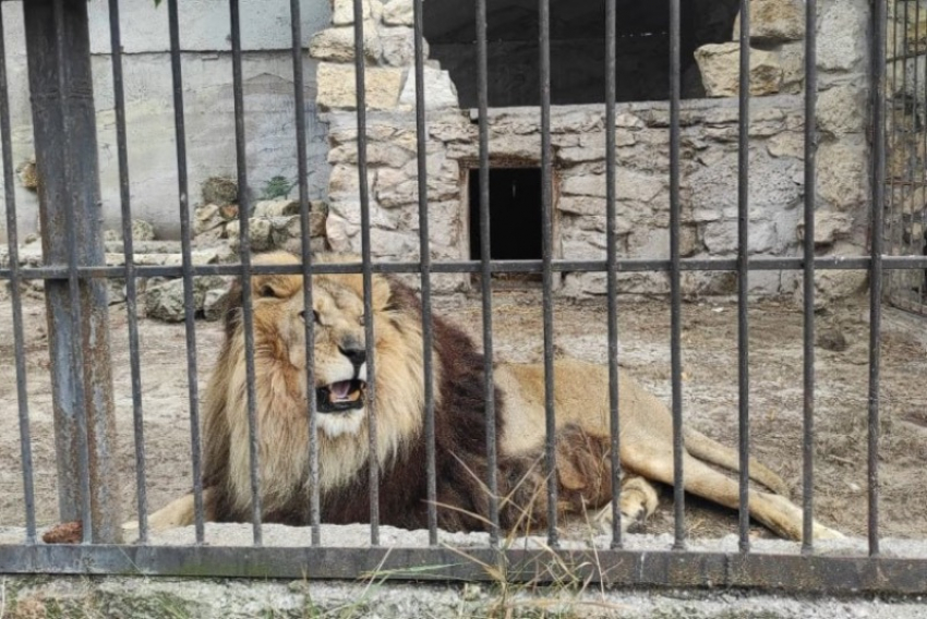 ВСУ атаковали зоопарк в Запорожской области: повреждены вольеры