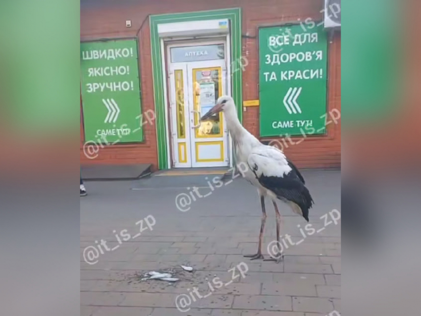 Напугавшего людей аиста сняли на видео в Запорожье