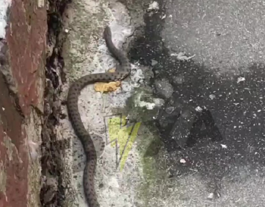 Жуткую змею сняли на видео в Запорожье