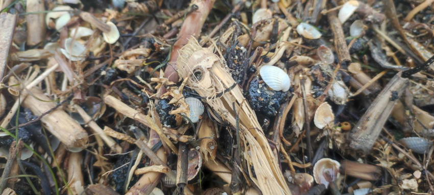 Жителей Бердянска призвали наблюдать за состоянием пляжей