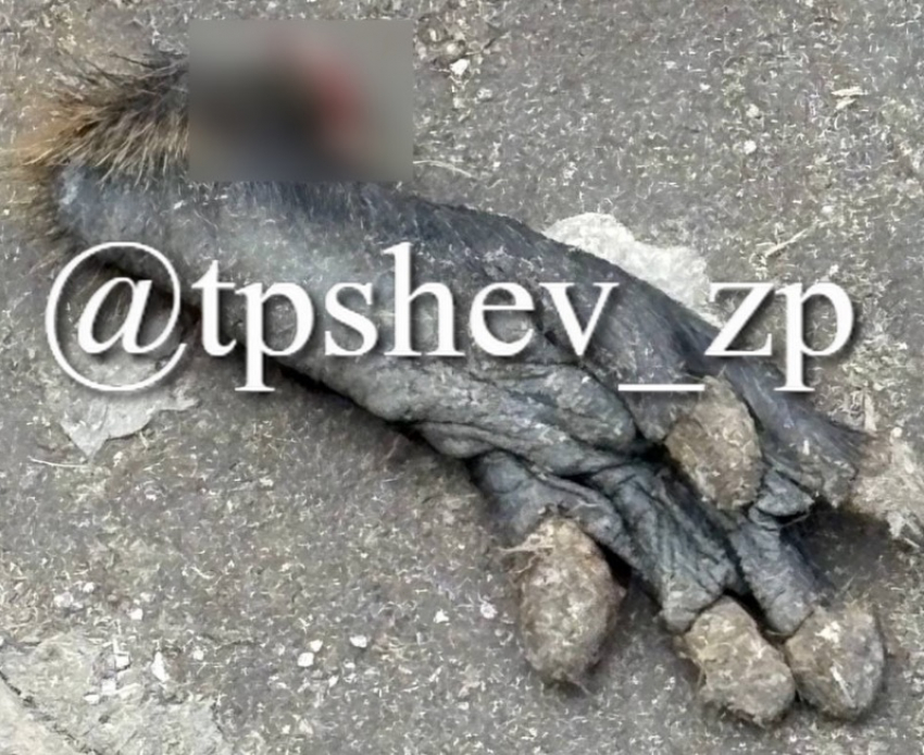 Лапу чупакабры нашли жители Запорожья на остановке