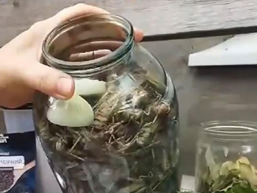 Запорожцы начали консервировать атаковавшую регион саранчу