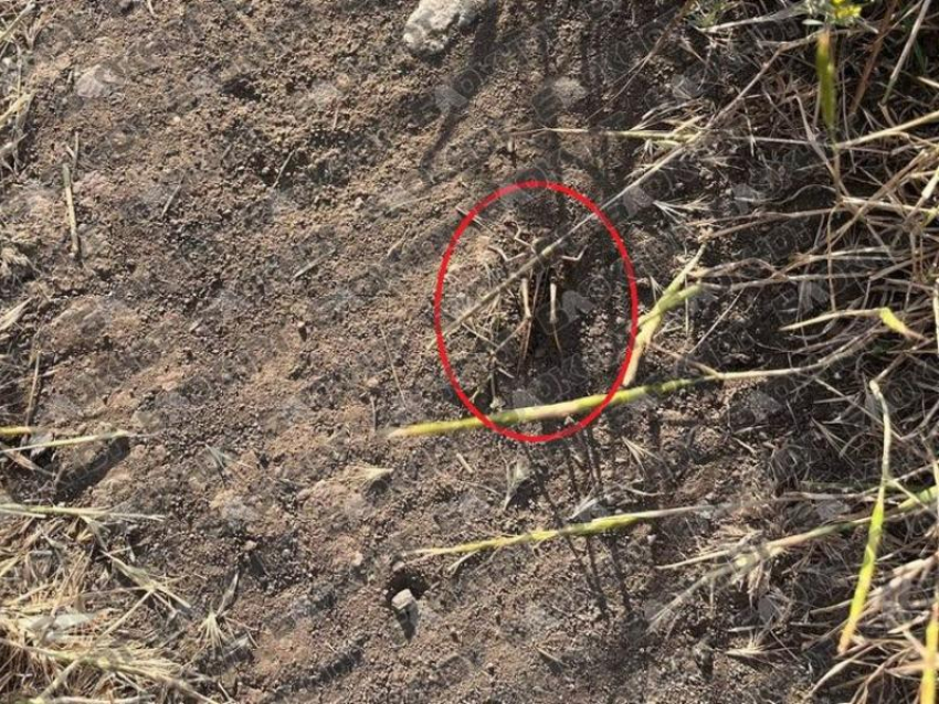 Ждать ли жителям Запорожской области нового нашествия саранчи, ответили в «Россельхозцентре»