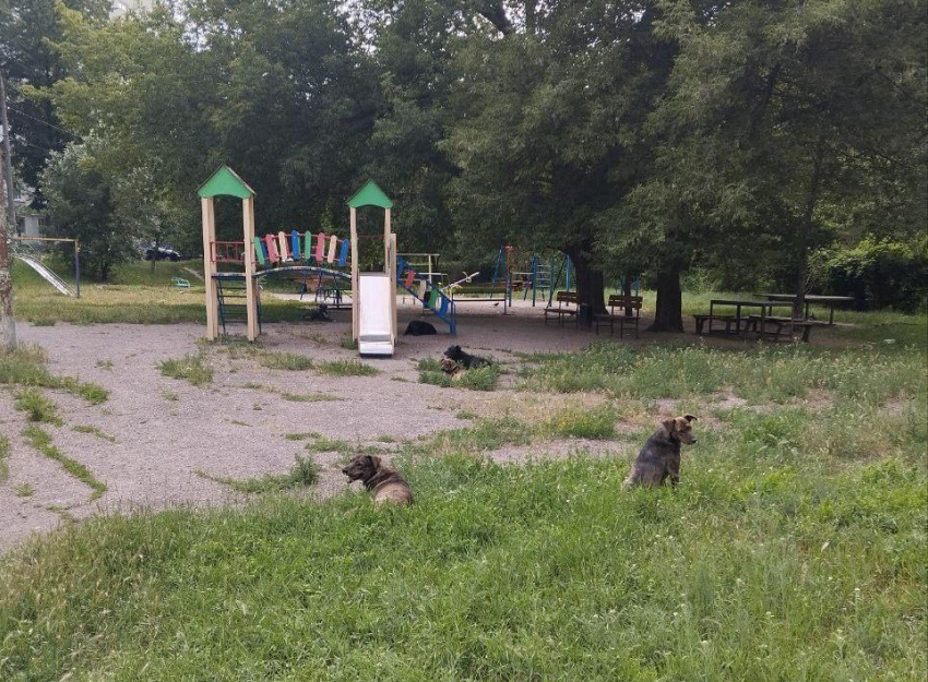 Стая бродячих собак напала на трёх детей в Запорожье