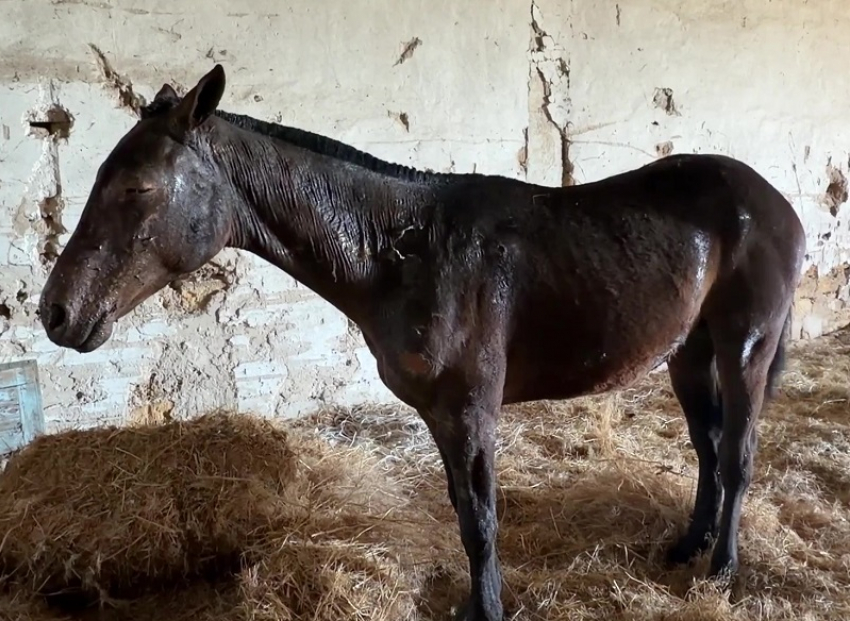 Раскрыто состояние пострадавшего жеребенка при атаке ВСУ на конную ферму в Акимовке