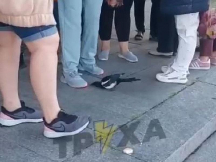Нападение назойливой сороки на толпу людей сняли на видео в Запорожье