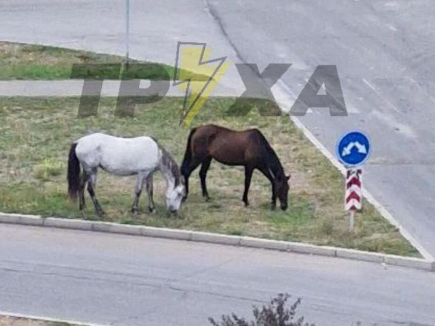 Запорожцев удивили лошади, гуляющие возле дороги на Бабурке