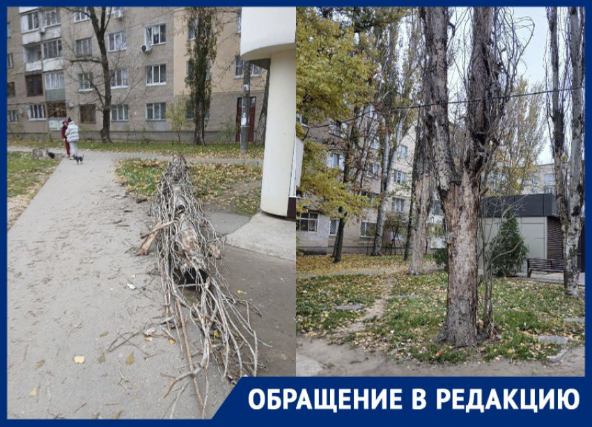 Читательница «Блокнота» показала аварийные деревья, угрожающие жителям