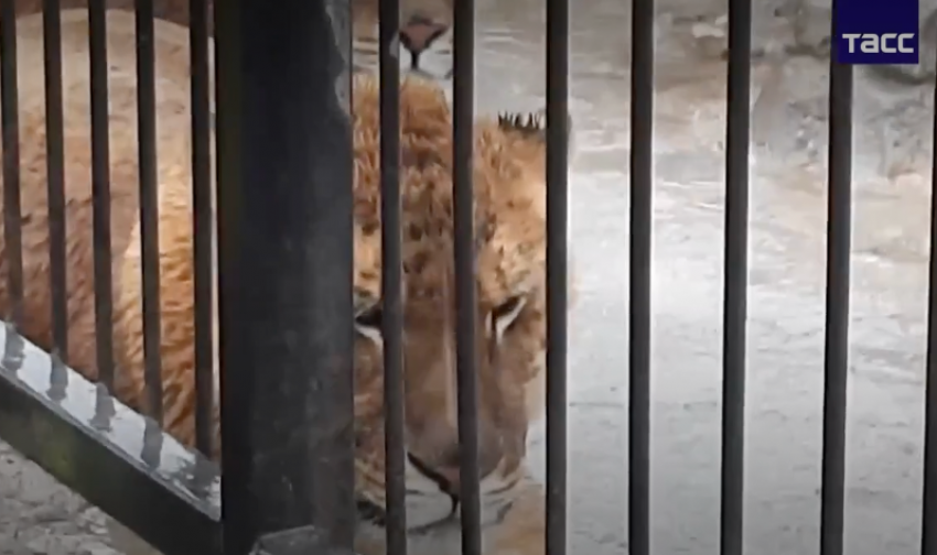 Состояние животных, пострадавших после удара ВСУ по Васильевскому реабилитационному центру, улучшилось